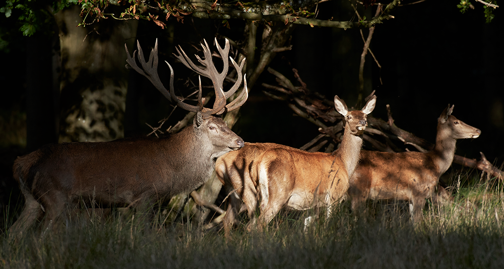 deer hunting oklahoma