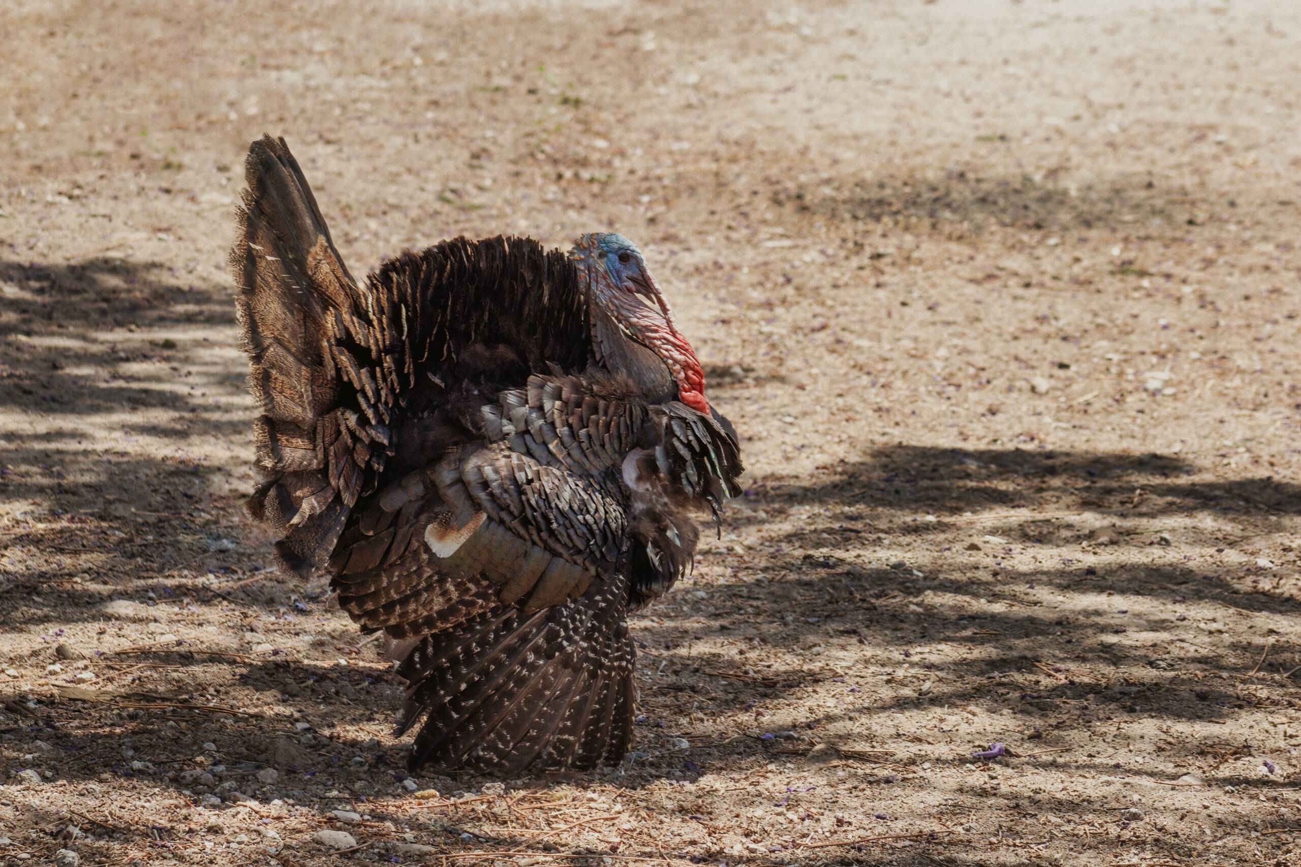 turkey-in-meadow-at-mexico-2026-01-08-06-52-24-utc